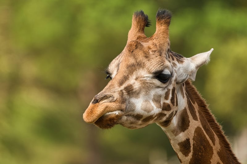 Giraffe in the wild