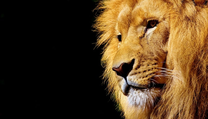 Lion in the wild