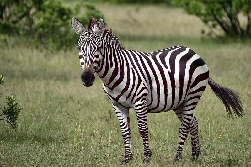 Zebra in the wild